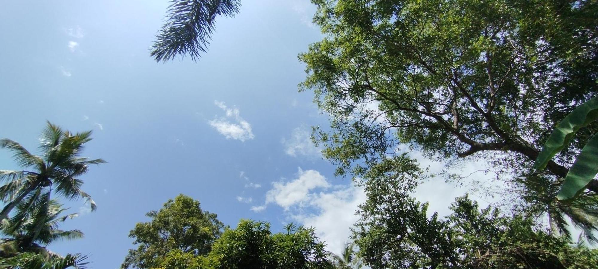 לינה וארוחת בוקר טנגלה Eco Nest Marakolliya מראה חיצוני תמונה