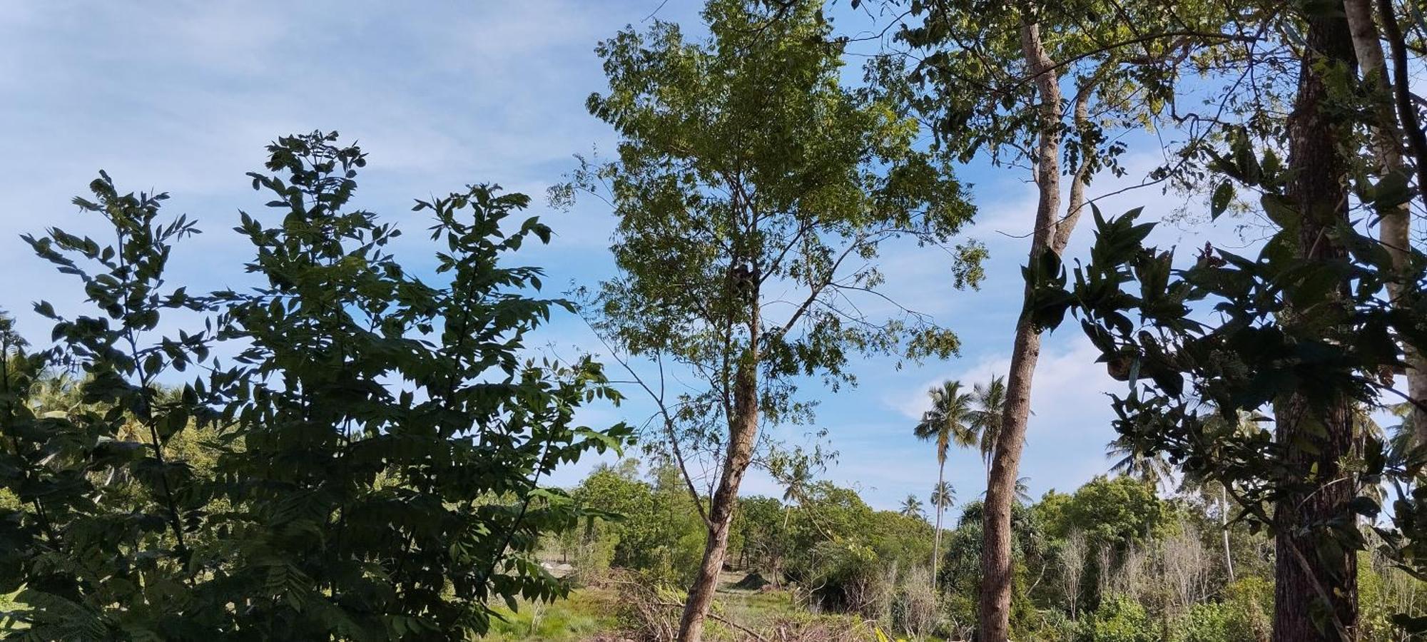 לינה וארוחת בוקר טנגלה Eco Nest Marakolliya מראה חיצוני תמונה